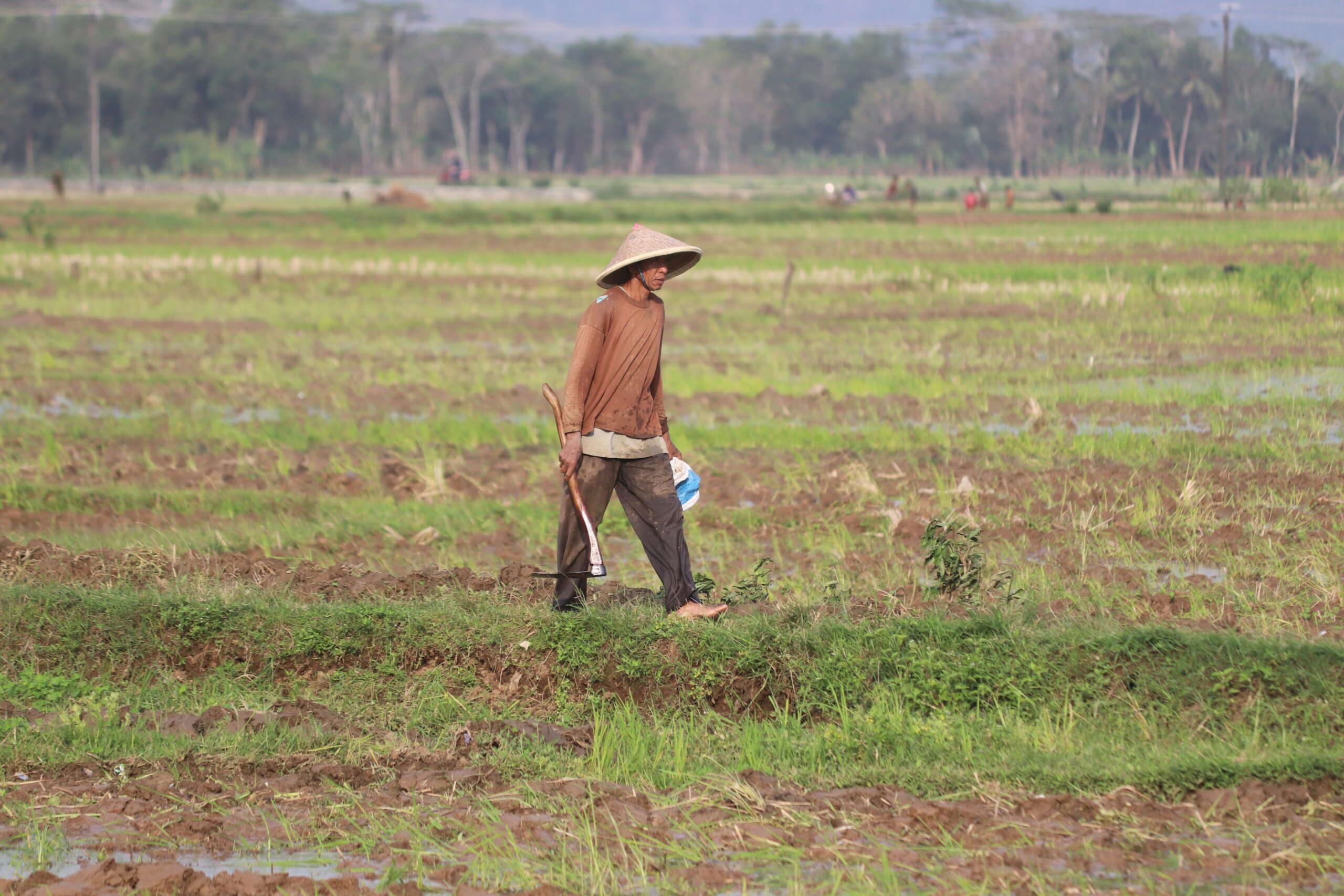 Image of a farm worker harvesting crops