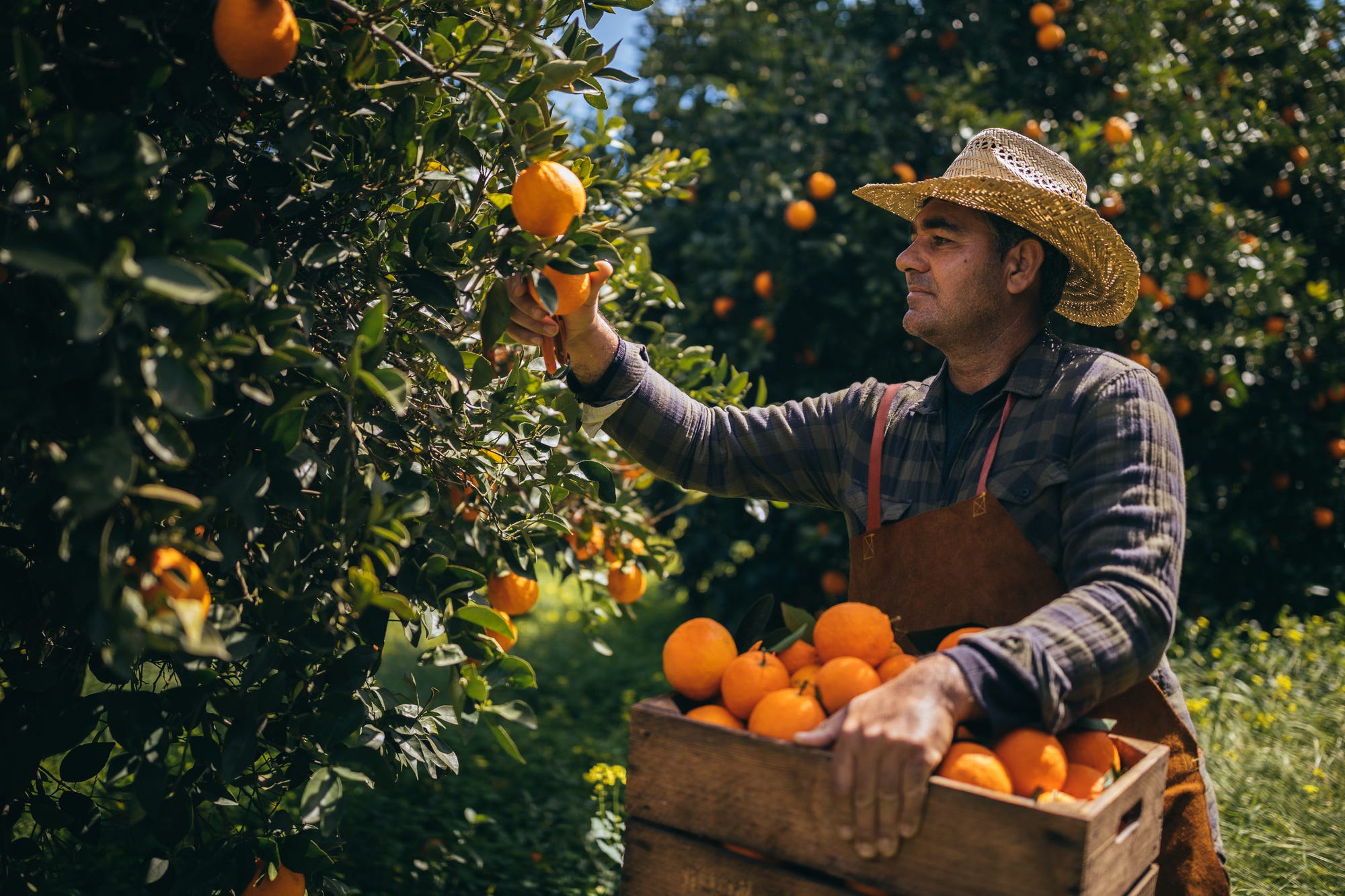 Liam from the UK earns a living as a fruit picker in Queensland, sponsored by a Working Holiday Visa
